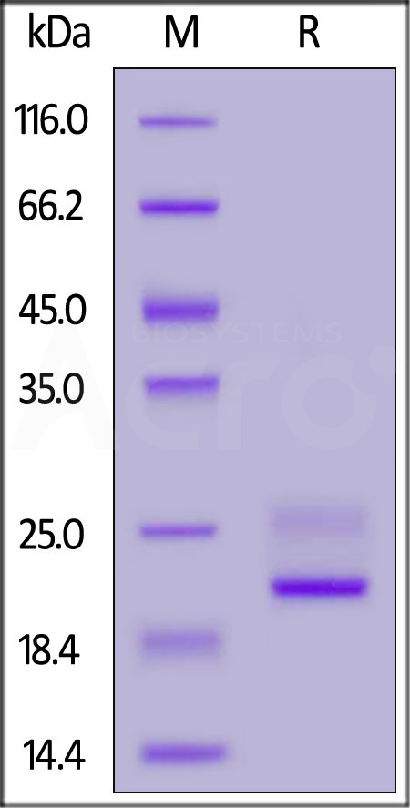 TNF-alpha SDS-PAGE