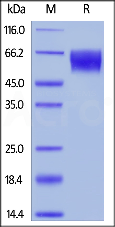 TPG-H52E5-sds