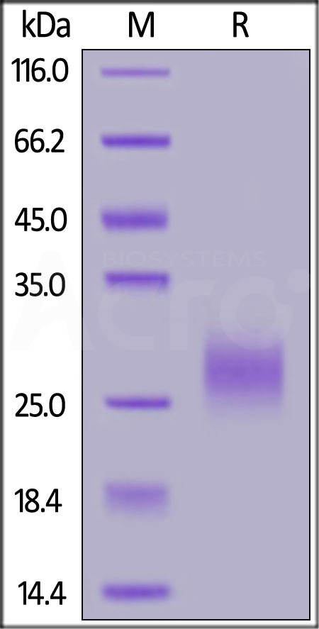 Cynomolgus TRAIL R2, His Tag (Cat. No. TR2-C52H7) SDS-PAGE gel