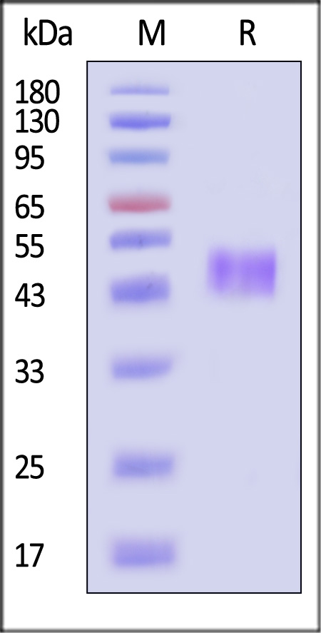 TR2-H5223-sds