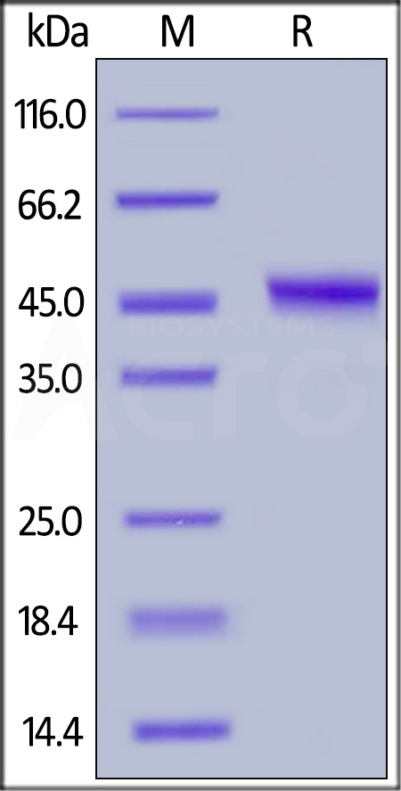 TRAIL R2 SDS-PAGE