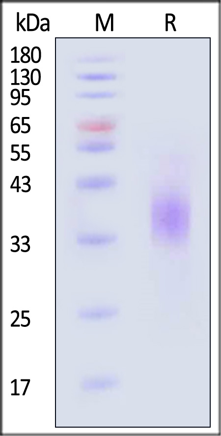 TROP-2 SDS-PAGE