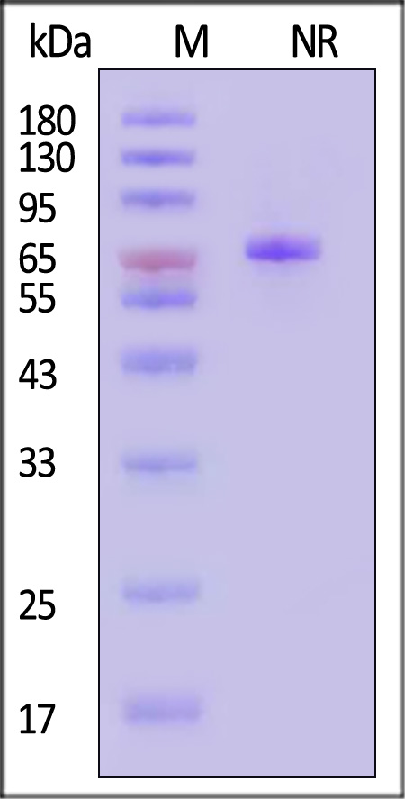 Transferrin SDS-PAGE