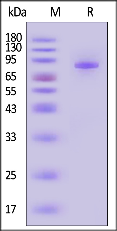 Transferrin SDS-PAGE