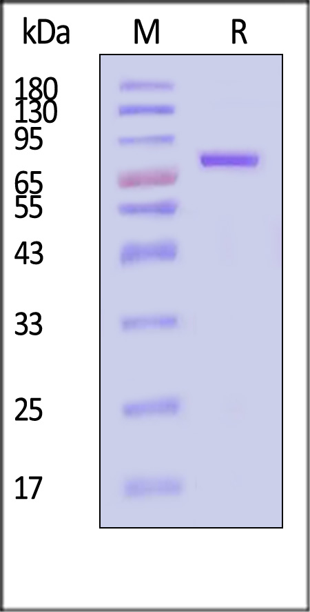 TRN-R52H3-sds