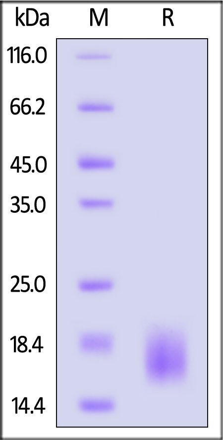 TS8-M5249-sds