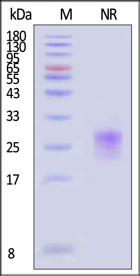 TSLP SDS-PAGE