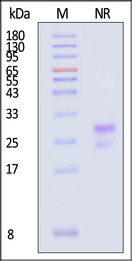 TSP-H82Eb-sds