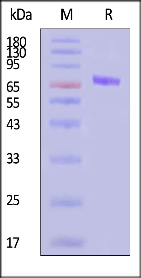 TSLP R SDS-PAGE