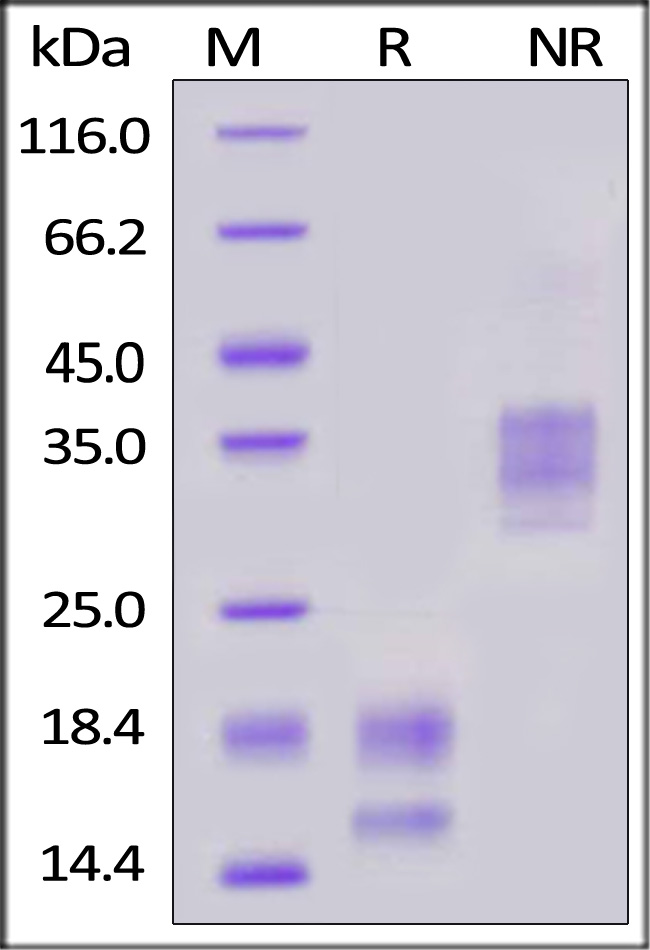 VEGF121 SDS-PAGE