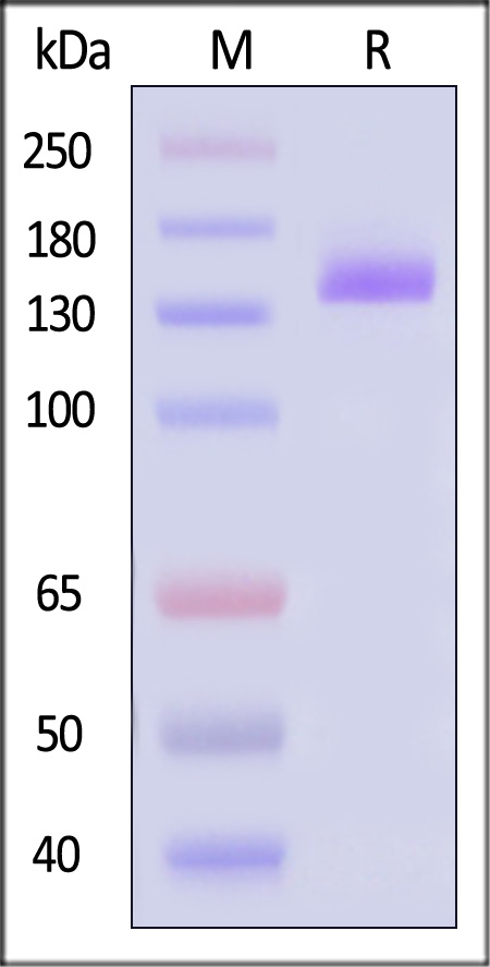 VEGF R1 SDS-PAGE