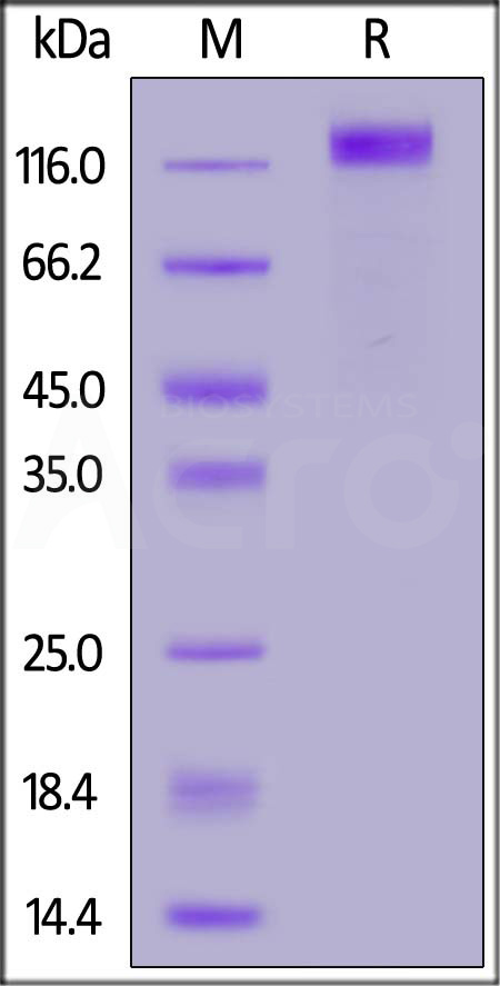 VE2-C52H3-sds