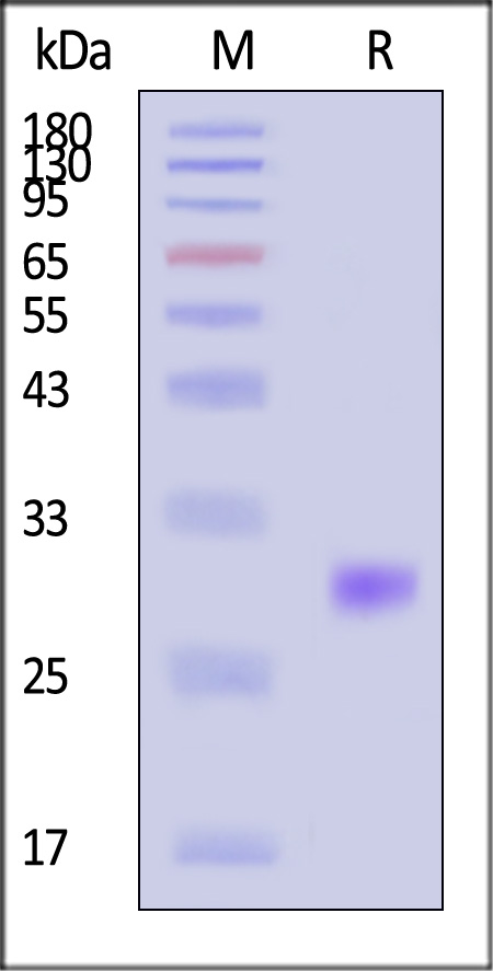 VEGF165 SDS-PAGE