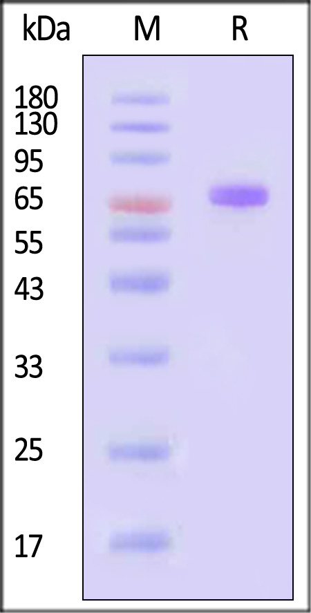 VP0-V5244-sds