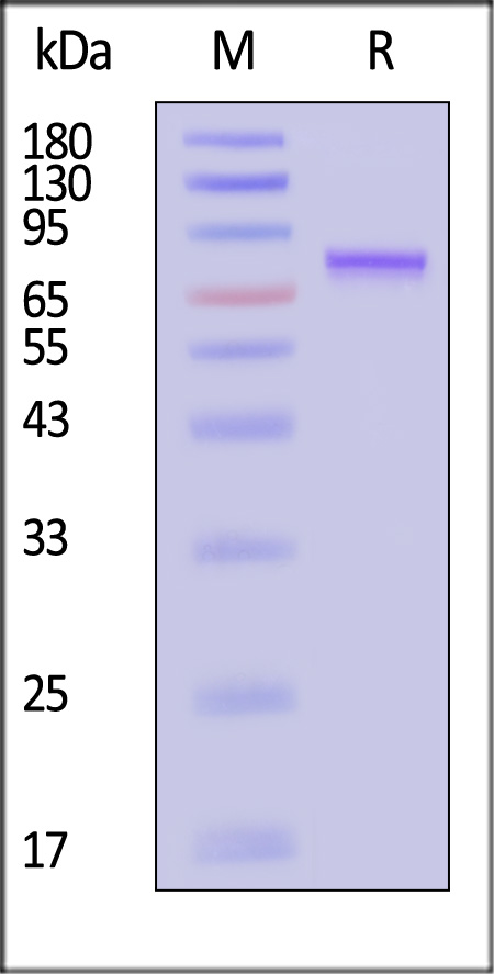 VP1-A5144-sds