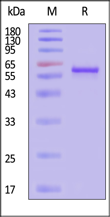 VP3-A5146-sds