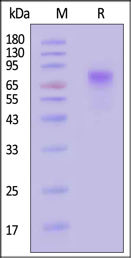 VP4 SDS-PAGE