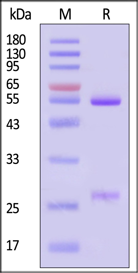 Glycoprotein E (VZV) SDS-PAGE