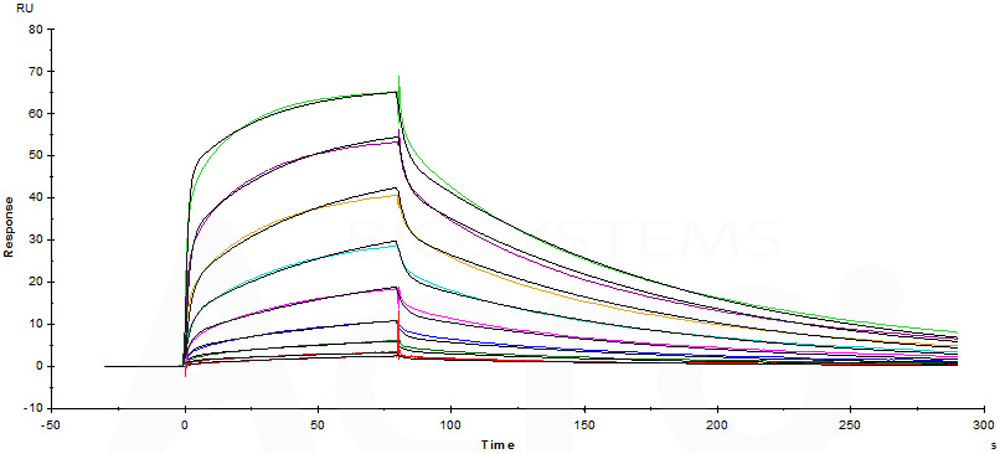 Human_FcRn_Heterodimer_Protein_SPR