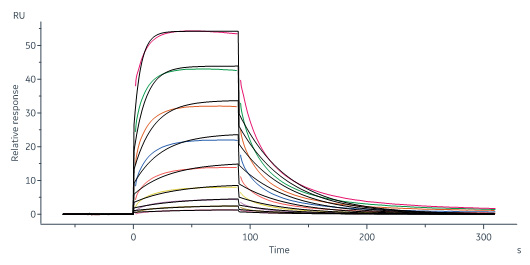 Human_FcRn_Heterodimer_Protein_SPR