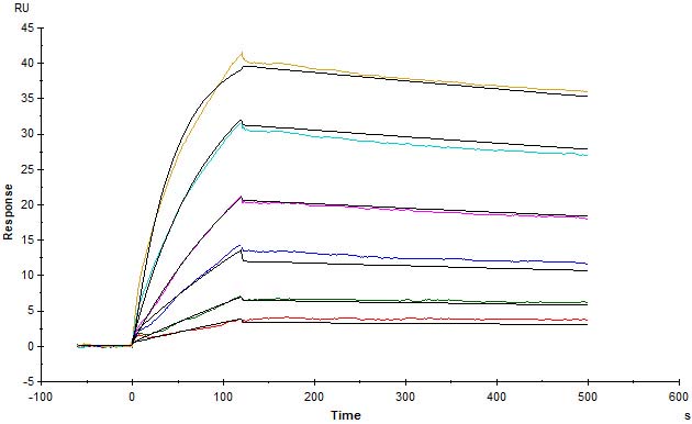  Claudin-18.2 SPR