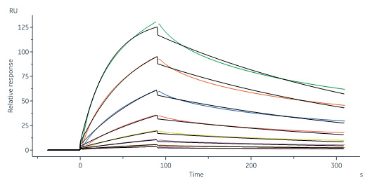 Human_FcRn_Heterodimer_Protein_SPR