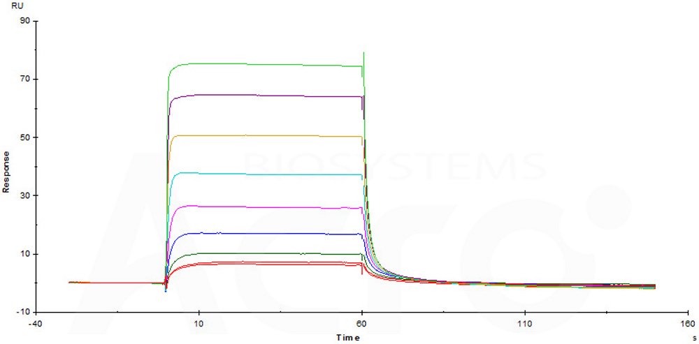 Human_FcRn_Heterodimer_Protein_SPR