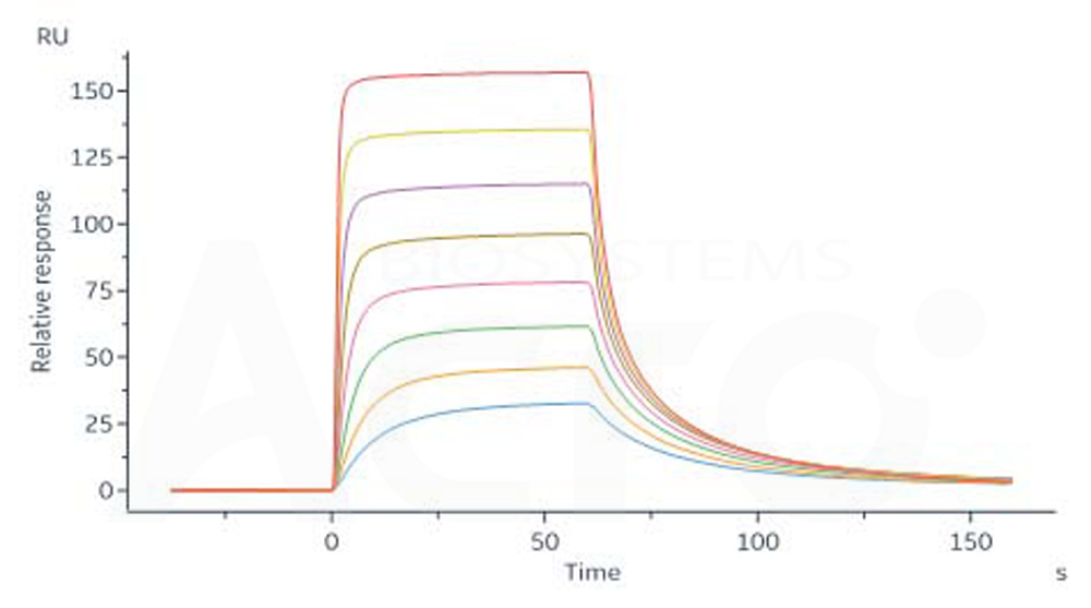 Human_FcRn_Heterodimer_Protein_SPR