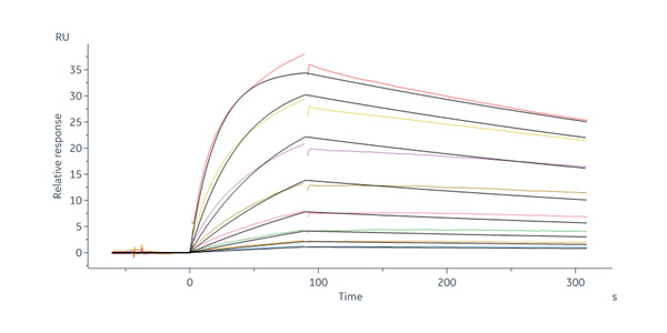 Human_FcRn_Heterodimer_Protein_SPR