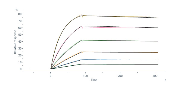  Glycoprotein G (NiV) SPR