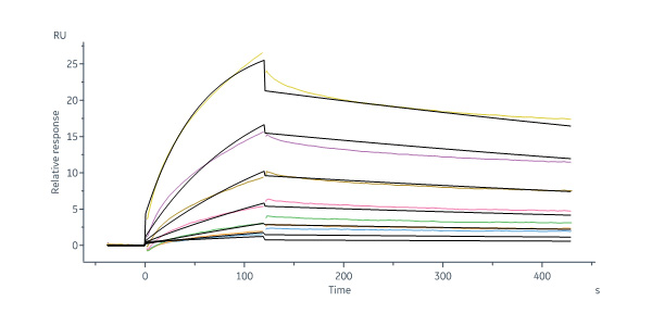 Human_FcRn_Heterodimer_Protein_SPR