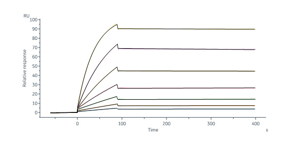  Mumps virus HN SPR