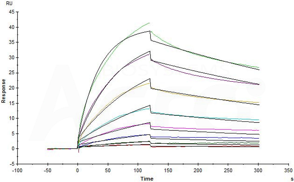 Human_FcRn_Heterodimer_Protein_SPR