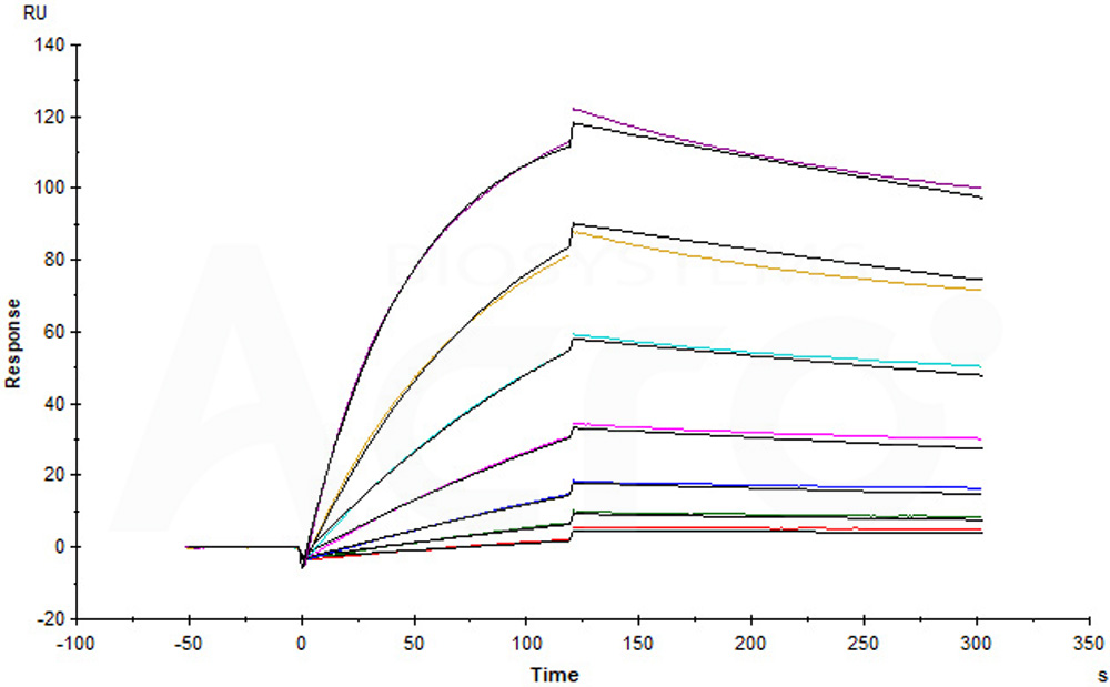 Human_FcRn_Heterodimer_Protein_SPR