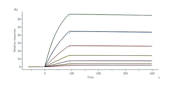  Nipah Post Fusion glycoprotein SPR