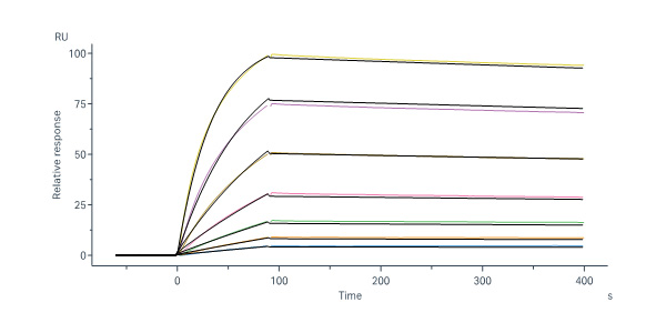  Prefusion glycoprotein F0/pre-F protein (RSV) SPR