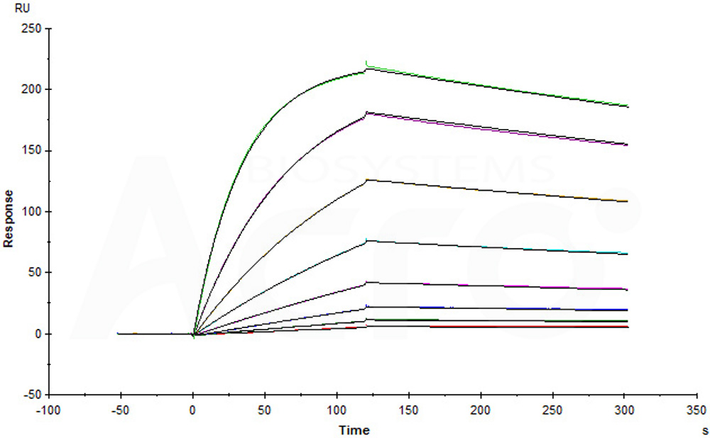 Human_FcRn_Heterodimer_Protein_SPR