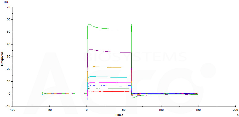 Human_FcRn_Heterodimer_Protein_SPR