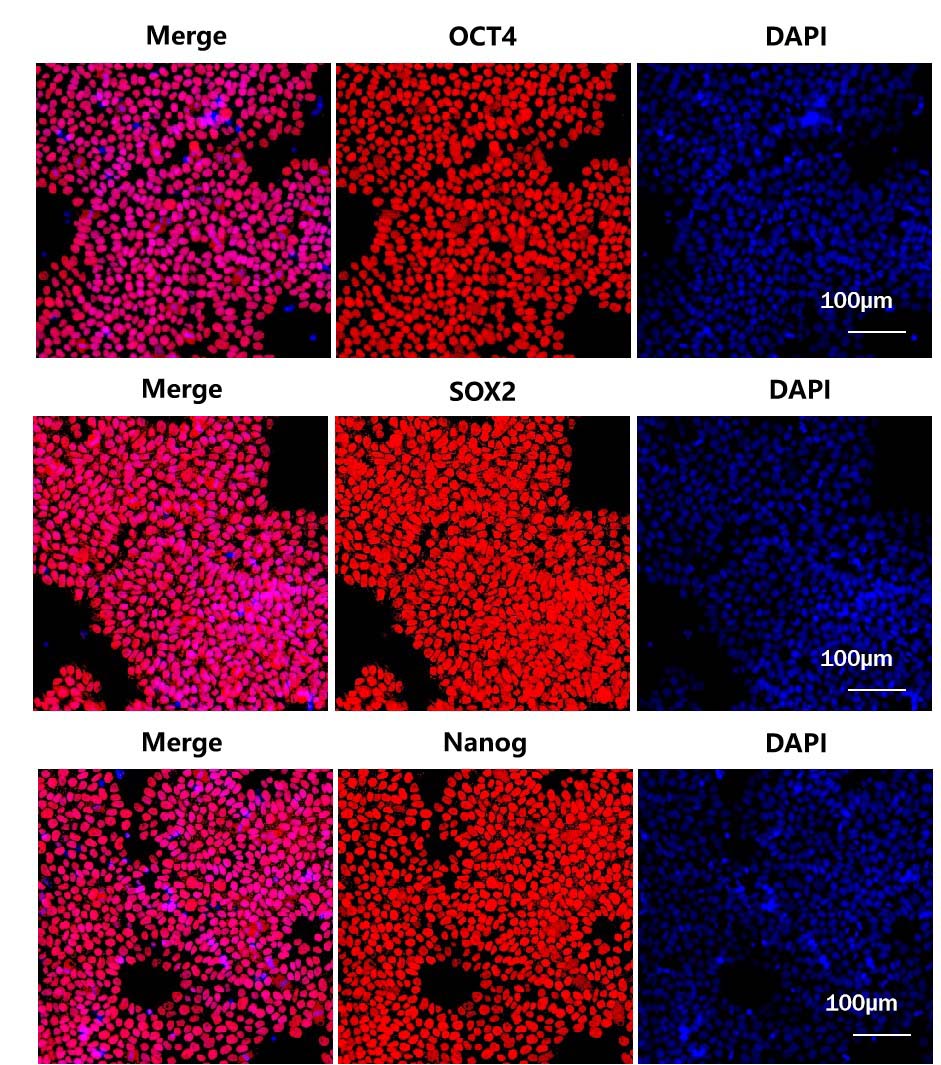  Laminin 521 STEM CELL CULTURE