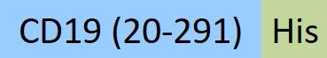 CD9-HP2H5-structure