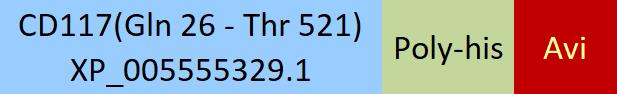 CD117 Structure