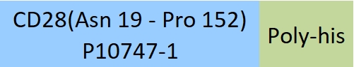 CD28 Structure