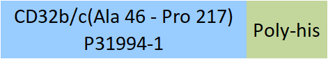 Fc gamma RIIB/C / CD32b/c Structure