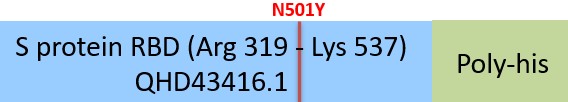 Spike RBD Structure