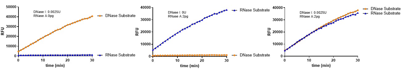  DNase I INTERFERENCE EFFECT